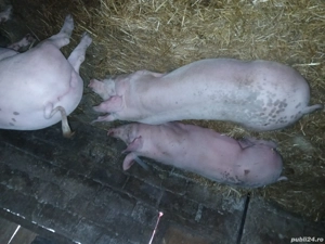 de vânzare 14 lei kg  - imagine 4