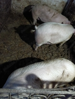 Porci de vanzare  - imagine 3