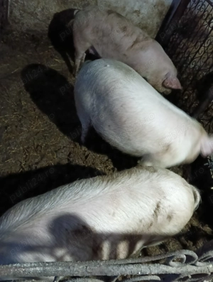 Porci de vanzare  - imagine 5
