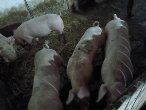Porci de vanzare  - imagine 4