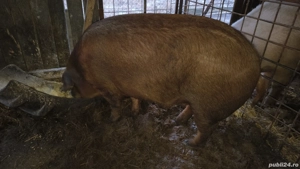 vand porci pentru Crăciun jumate sau sferturi