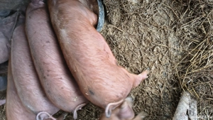 Vând curcani, curci, cocosi, rațe rățoi,porci,iepuri - imagine 4