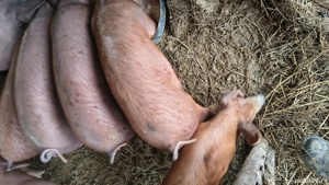 Vând curcani, curci, cocosi, rațe rățoi,porci,iepuri - imagine 5