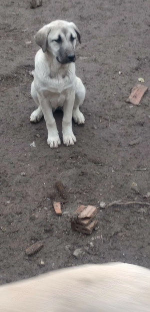  Caini Kangal  - imagine 2