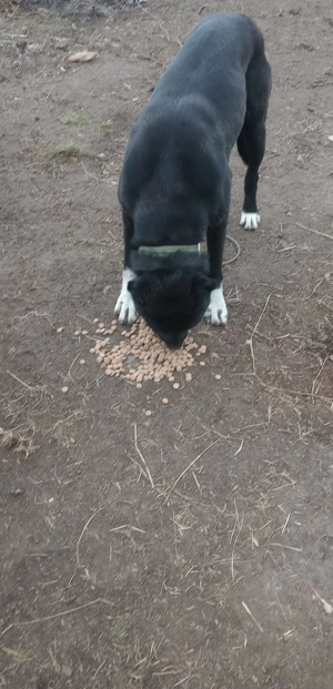  Caini Kangal  - imagine 3