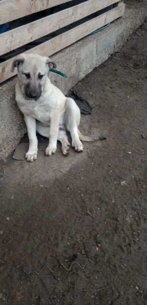  Caini Kangal  - imagine 4