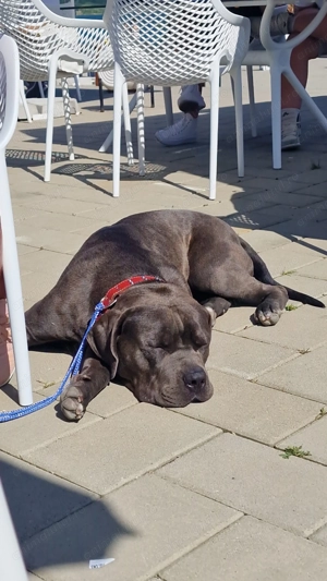 Vând American Bully - imagine 3