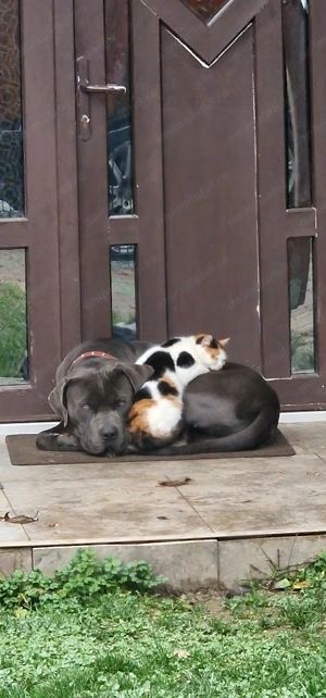 American Bully - imagine 3