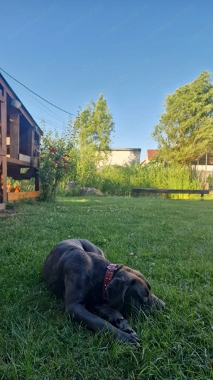 Vând American Bully - imagine 2