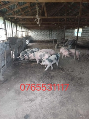 Porci intre 100-200kg 12-15 Ron