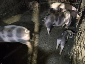 Porci de carne , între 80 si 140kg - imagine 3