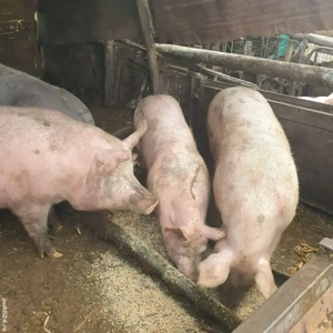 2 porci de vanzare  - imagine 2