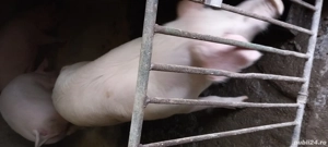 Porci si purcei - imagine 2