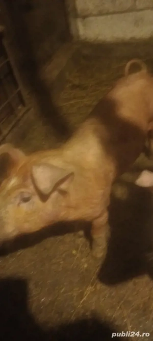 Purcei de vanzare - imagine 2