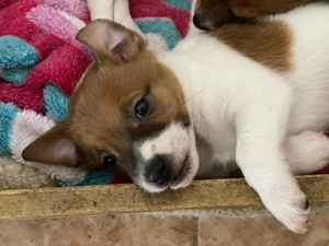 Vand Catelusi Jack russel terrier - imagine 2