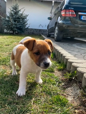 Vand Catelusi Jack russel terrier - imagine 3