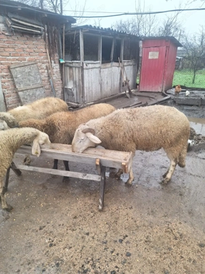 Vând Berbec Bergamas 