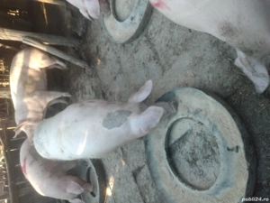  porci  vinzare130 si 160 kg - imagine 2