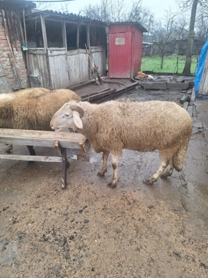 Vând Berbec Bergamas  - imagine 3