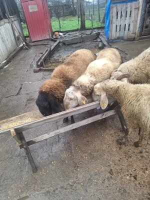 Vând Berbec Bergamas  - imagine 2