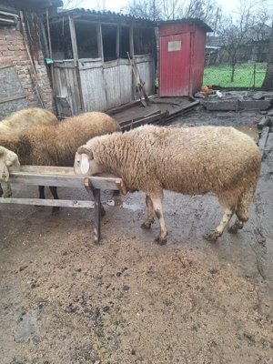 Vând Berbec Bergamas  - imagine 5