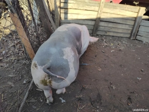 Vând porci de carne crescuți BIO - imagine 2