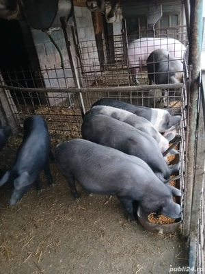 De vânzare 50-60 de kg. - imagine 3