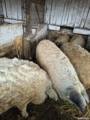 vand porci mangalita pura pt sacrificat 