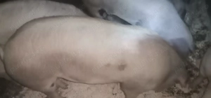 Vând porc 180-190 kg - imagine 3