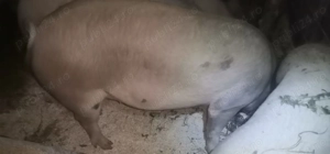 Vând porc 180-190 kg - imagine 2