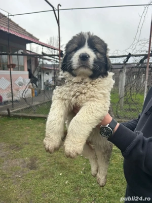 Femelă ciobanesc de Bucovina