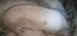 Vând porc 180-190 kg - imagine 4