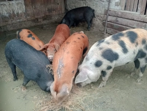 Vând porci de carne între 120 -150 kg preț 13 lei kg