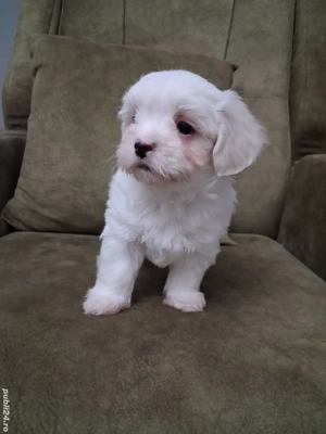 Bichon maltez  - imagine 2