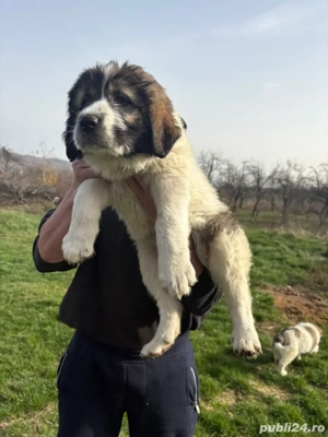 Femelă ciobanesc de Bucovina - imagine 3