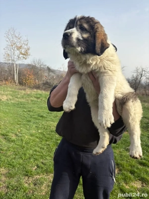 Femelă ciobanesc de Bucovina - imagine 2