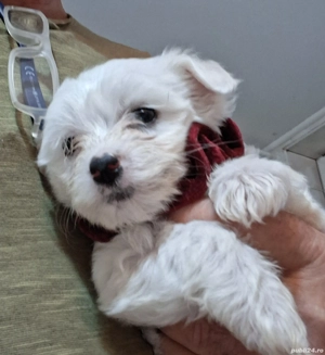 vind catel bichon - imagine 2