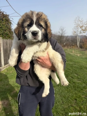 Femelă ciobanesc de Bucovina - imagine 4