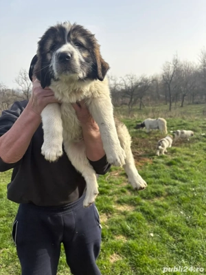 Femelă ciobanesc de Bucovina - imagine 5