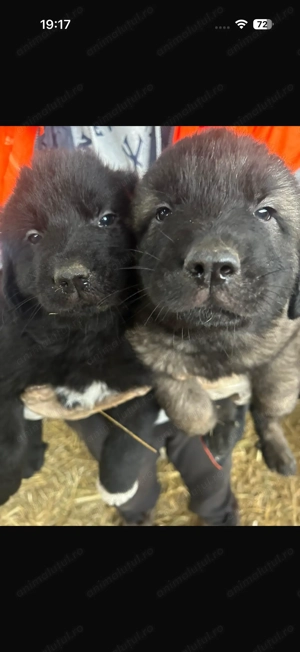 Vând pui Sarplaninac  - imagine 2