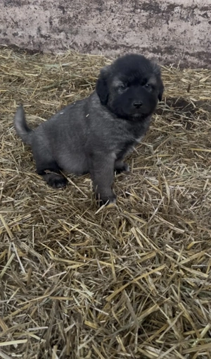 Vând pui Sarplaninac 