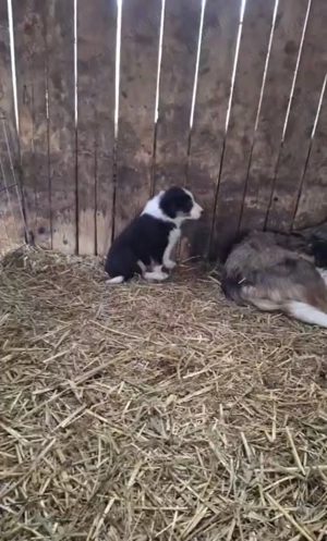 Vând pui Border Collie