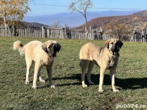 Caini ciobanesti de oi 