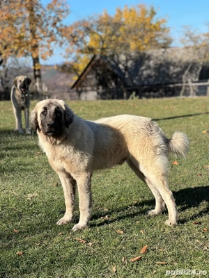 Caini ciobanesti de oi  - imagine 2