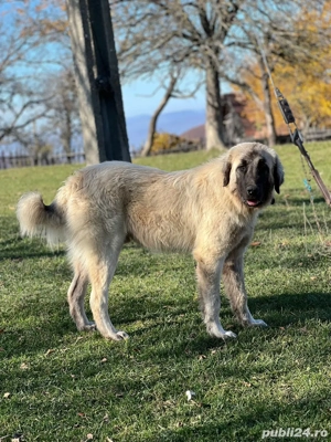 Caini ciobanesti de oi  - imagine 4