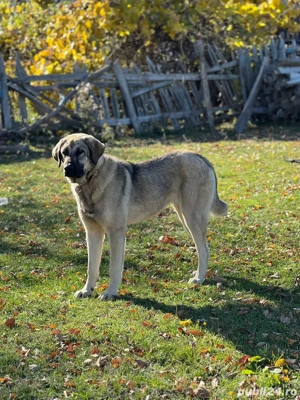 Caini ciobanesti de oi  - imagine 3