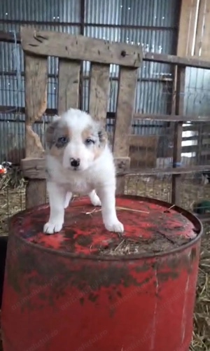Vând pui Border Collie - imagine 3