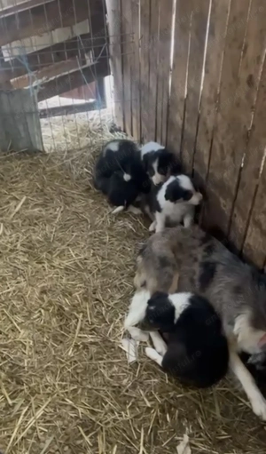 Vând pui Border Collie - imagine 4