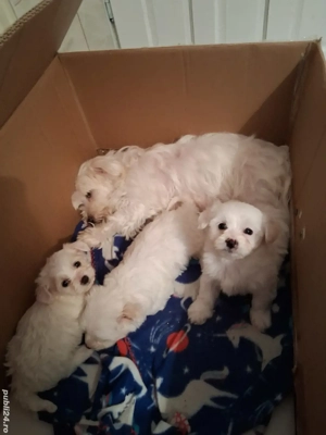 vind catel bichon - imagine 3