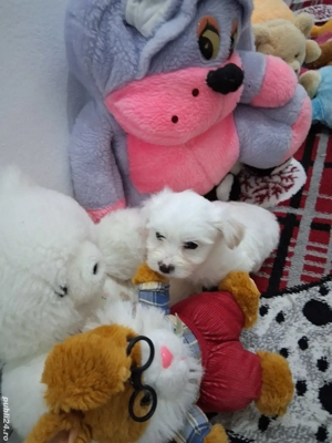 vind catel bichon - imagine 4